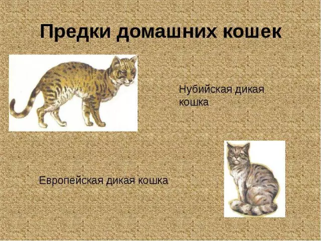 История происхождения домашних кошек