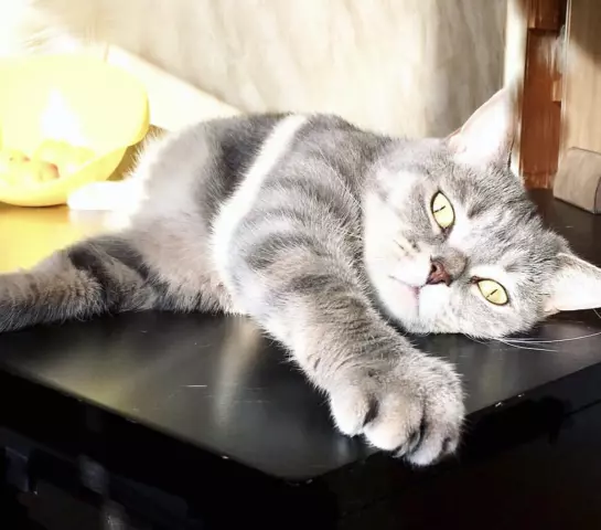 Как правильно ухаживать за домашней кошкой
