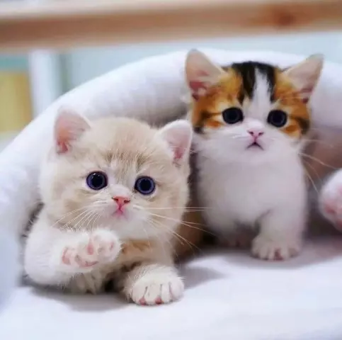 Социализация котят: важность и методы