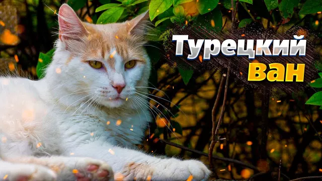Турецкий вани: все о древней породе и современных особенностях