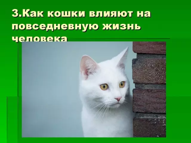 Влияние кошек на человеческое здоровье